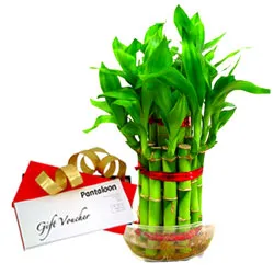 Beautiful Bamboo Plant with Pantaloons Gift Voucher