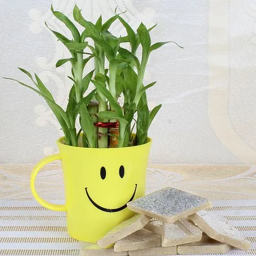 Classic Kaju Katli with Lucky Bamboo Plant in a Smiley Container.
