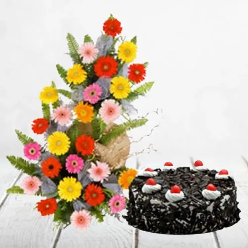 Alluring Combo of Mixed Gerberas n Black Forest Cake