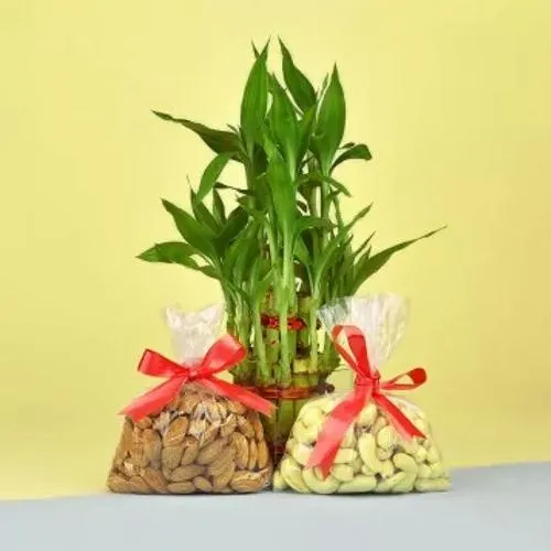 Marvelous Dry Fruits N Lucky Bamboo Gift Combo on Birthday