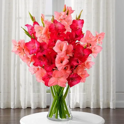 Soft Pink Gladiolus in a Glass Vase