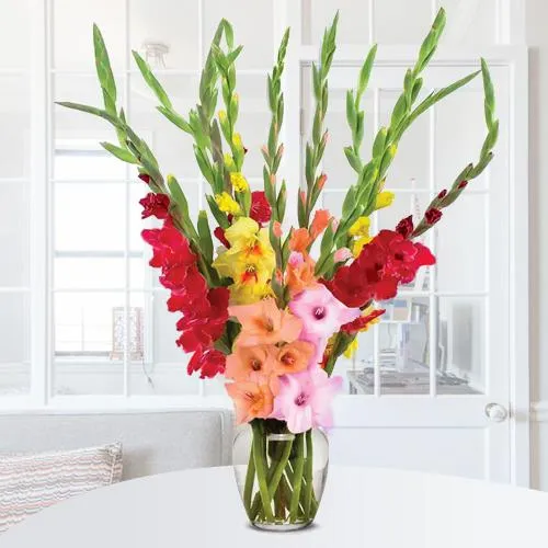 Charming Mixed Color Gladiolus in Glass Vase