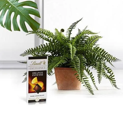 Air Purifier Bostern Fern Plant N Lindt Bar Gift Combo<br>