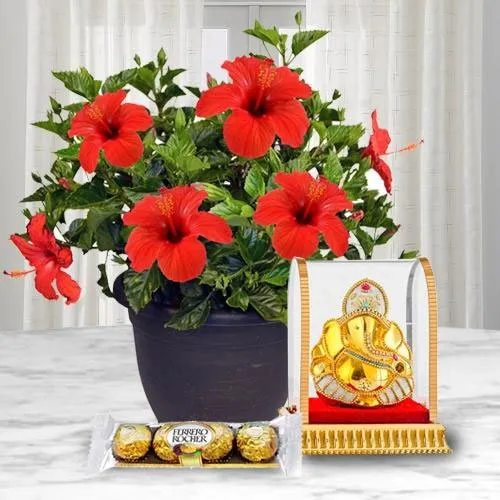 Flowering Hibiscus Plant with Ganesh Idol N Chocolate