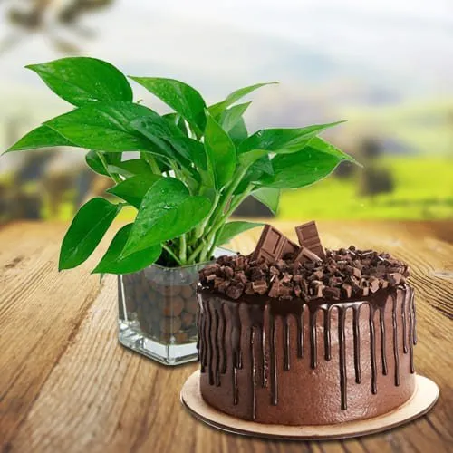 Shop for Chocolate Cake with Money Plant in Glass Pot
