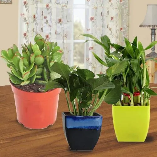 Captivating 3 Indoor Plants Set for Mothers Day Wish