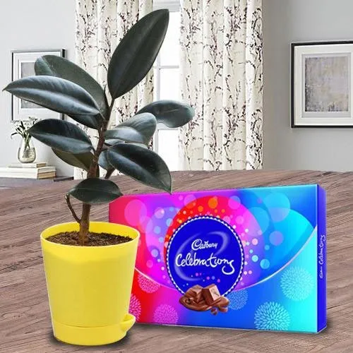 Fabulous Rubber Plant N Chocolates Gift Combo