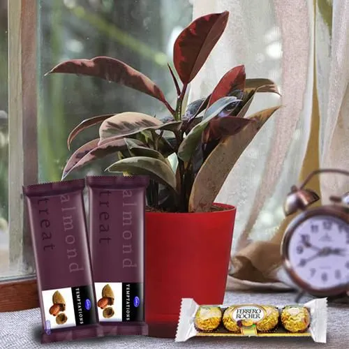 Good Luck Rubber Plant N Chocolate Gift Pack