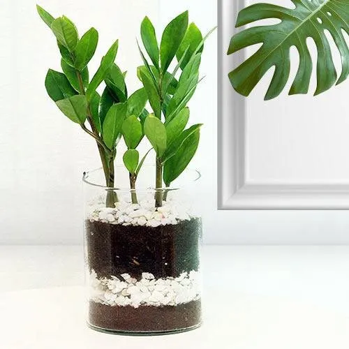 Enchanting Zamia Live Plant in Glass Pot