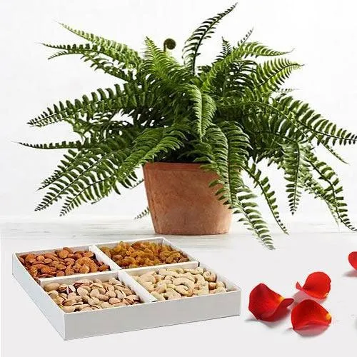 Fast-Growing Air Purifier Fern Plant N Mixed Dry Fruits Combo