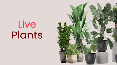 Sending Live Plants to Bangalore Online Today